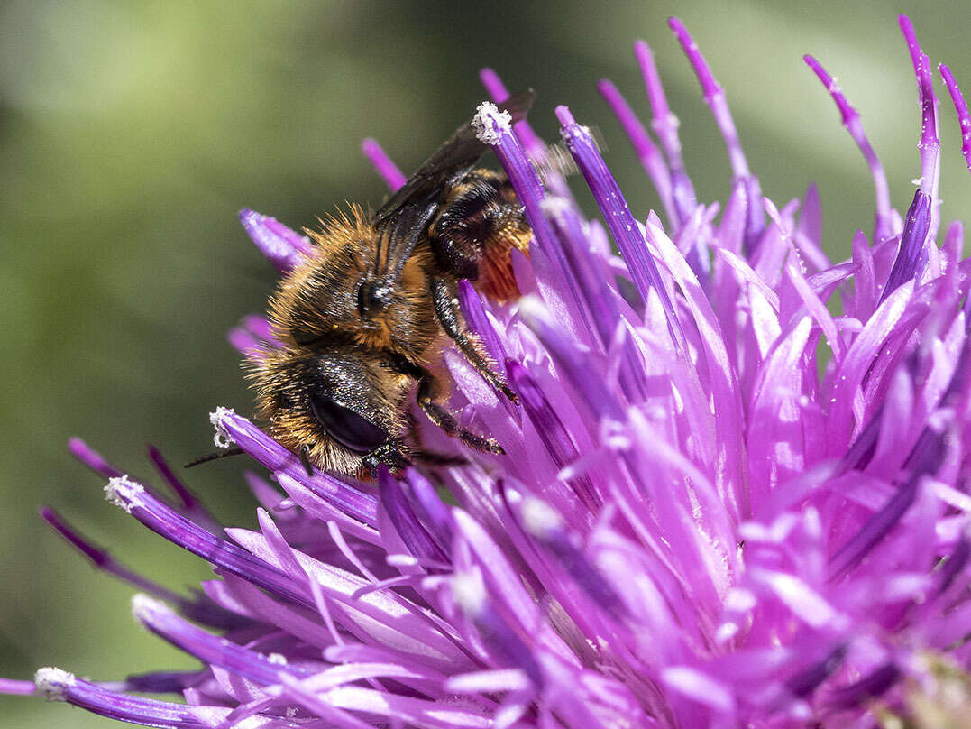 Image of Osmia niveata (Fabricius 1804)