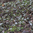 Image of Eranthis pinnatifida Maxim.