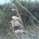 Plancia ëd Gladiolus martleyi L. Bolus