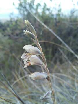 Plancia ëd Gladiolus martleyi L. Bolus