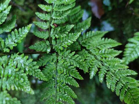 Image of hay-scented buckler-fern