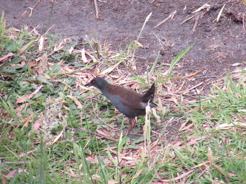 Image of Spotless Crake