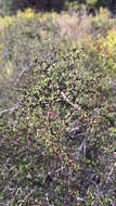 Image of Santa Barbara ceanothus