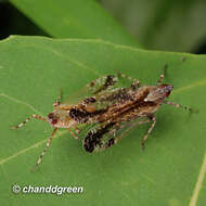 Image of Orthopagus splendens (Germar 1830)