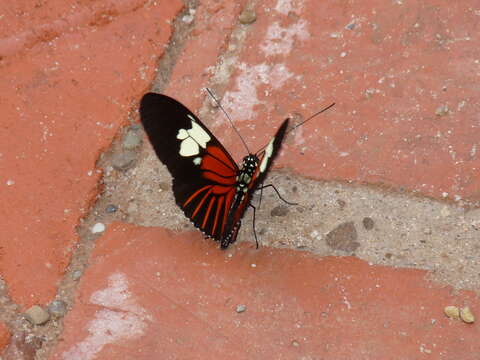 Image of Heliconius burneyi Hübner 1816