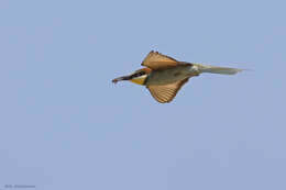 Image of bee-eater, european bee-eater