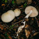 Image of Cortinarius olorinatus E. Horak 1990