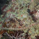 Image of Corythoichthys insularis Dawson 1977