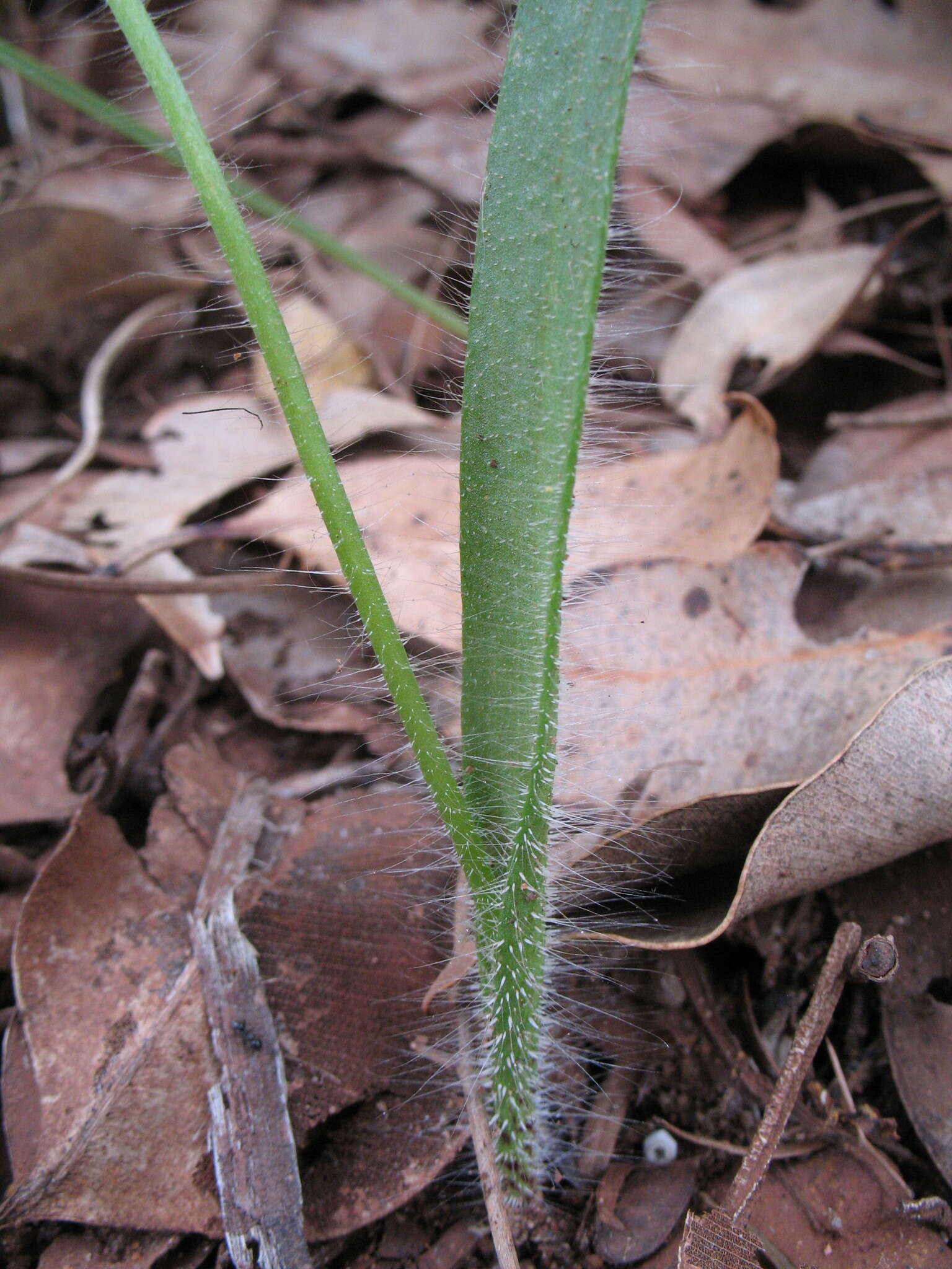 Image of Funnel-web spider orchid