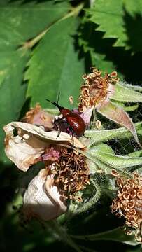 Image of Rose Curculio