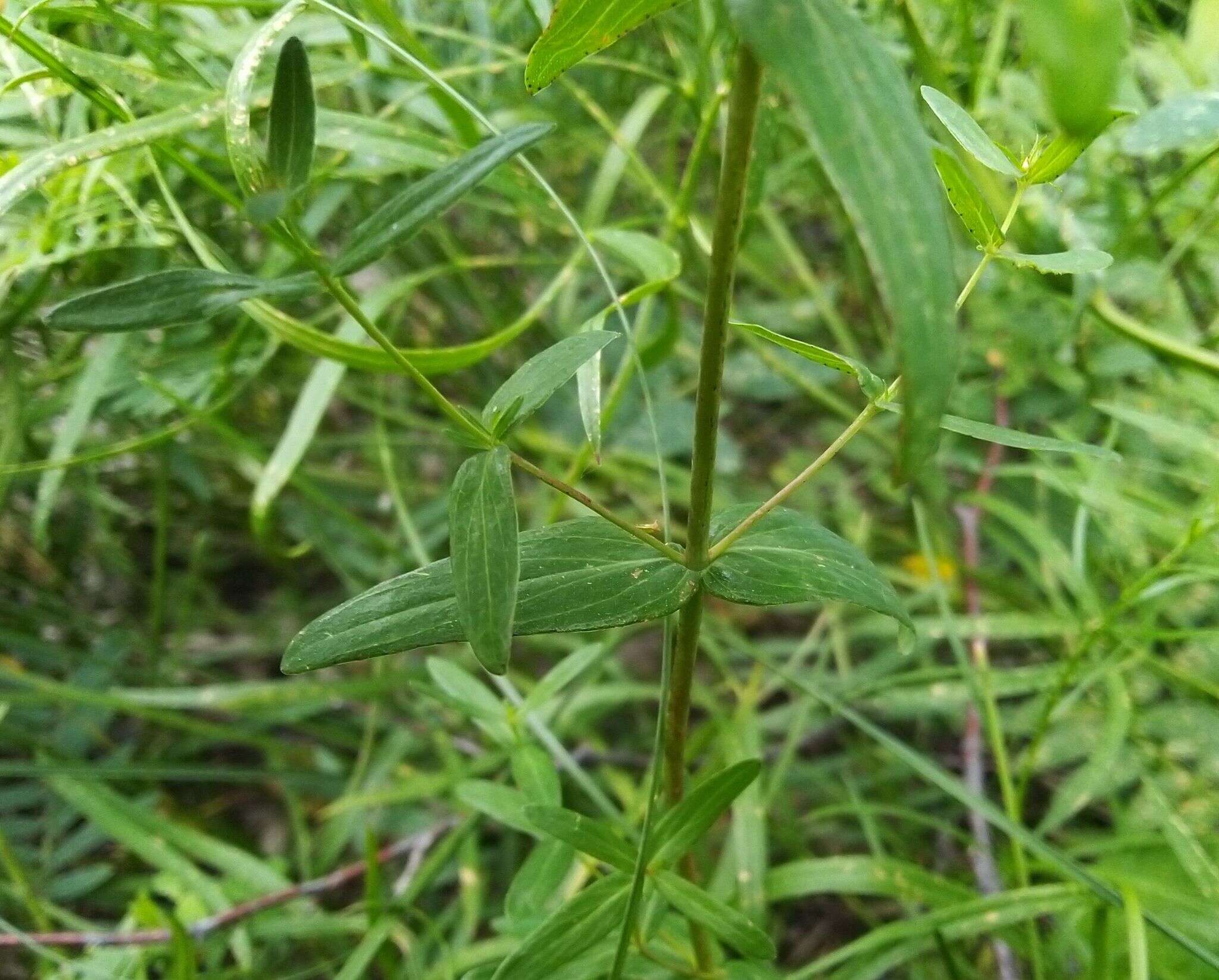 Image of Hypericum elegans Steph. ex Willd.