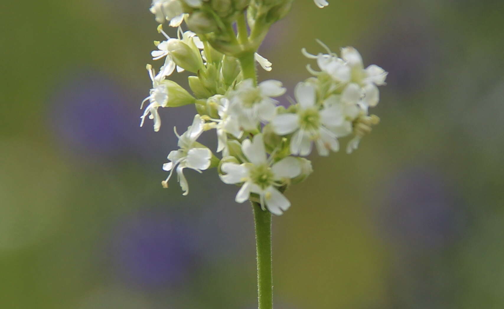 Image de Silene roemeri Friv.