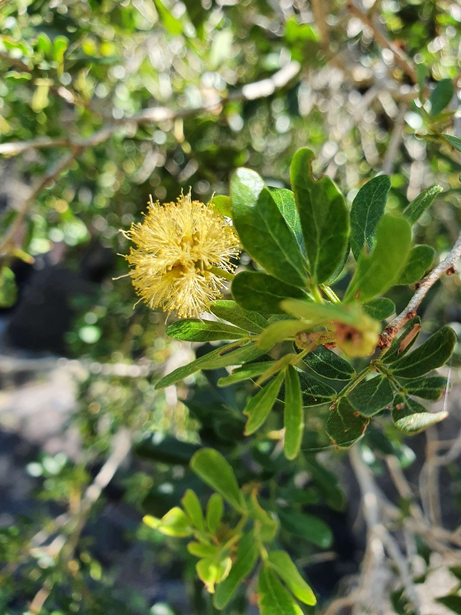 Image of Archidendropsis thozetiana (F. Muell.) I. C. Nielsen