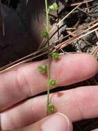 Image of incised agrimony