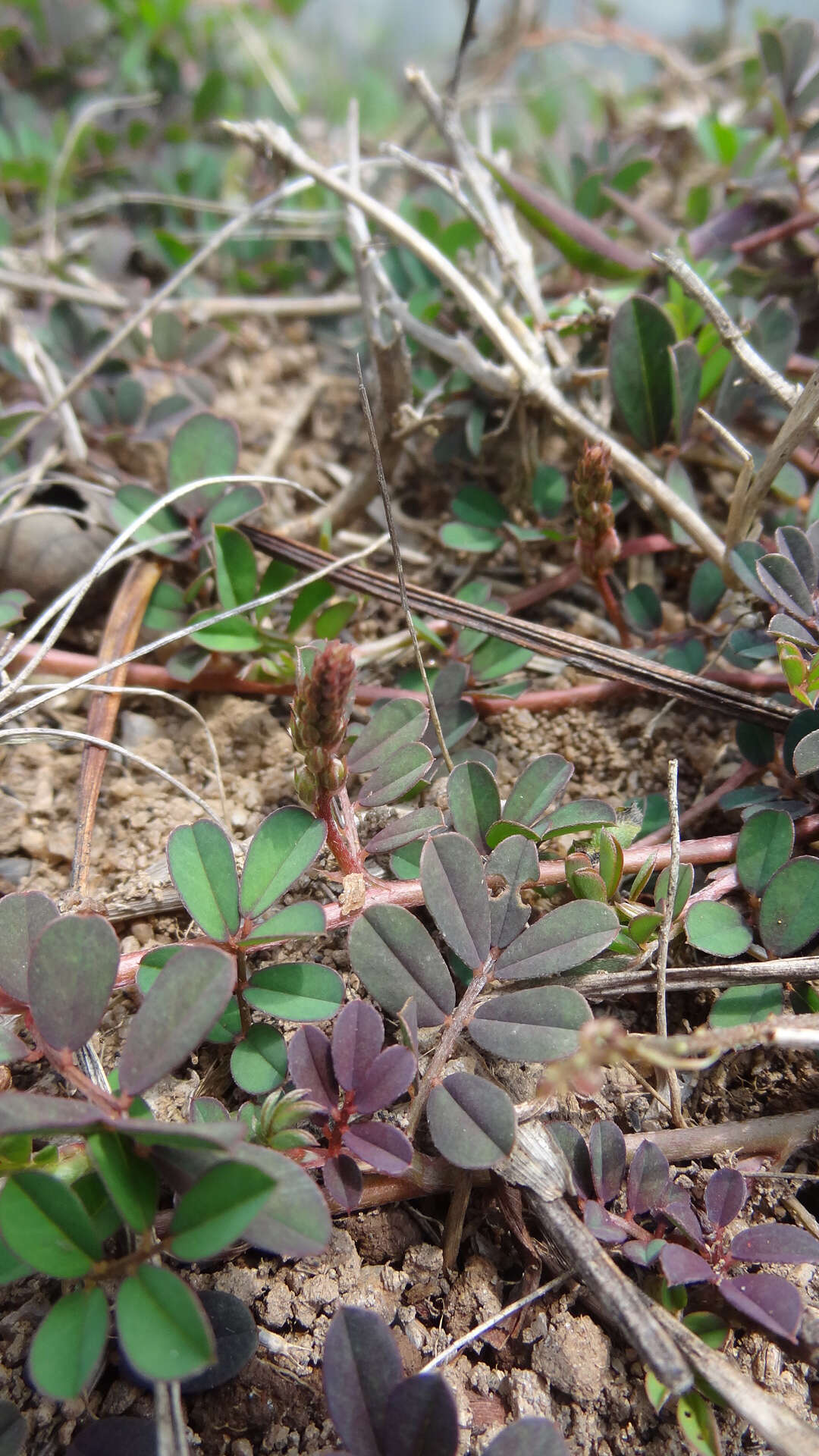 Plancia ëd Indigofera linnaei Ali