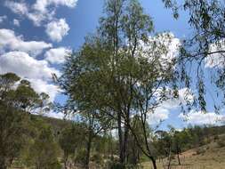 Sivun Acacia deanei (R. T. Baker) M. B. Welch, Coombs & McGlynn kuva