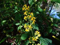 Image of Broad-leaved goldenrod