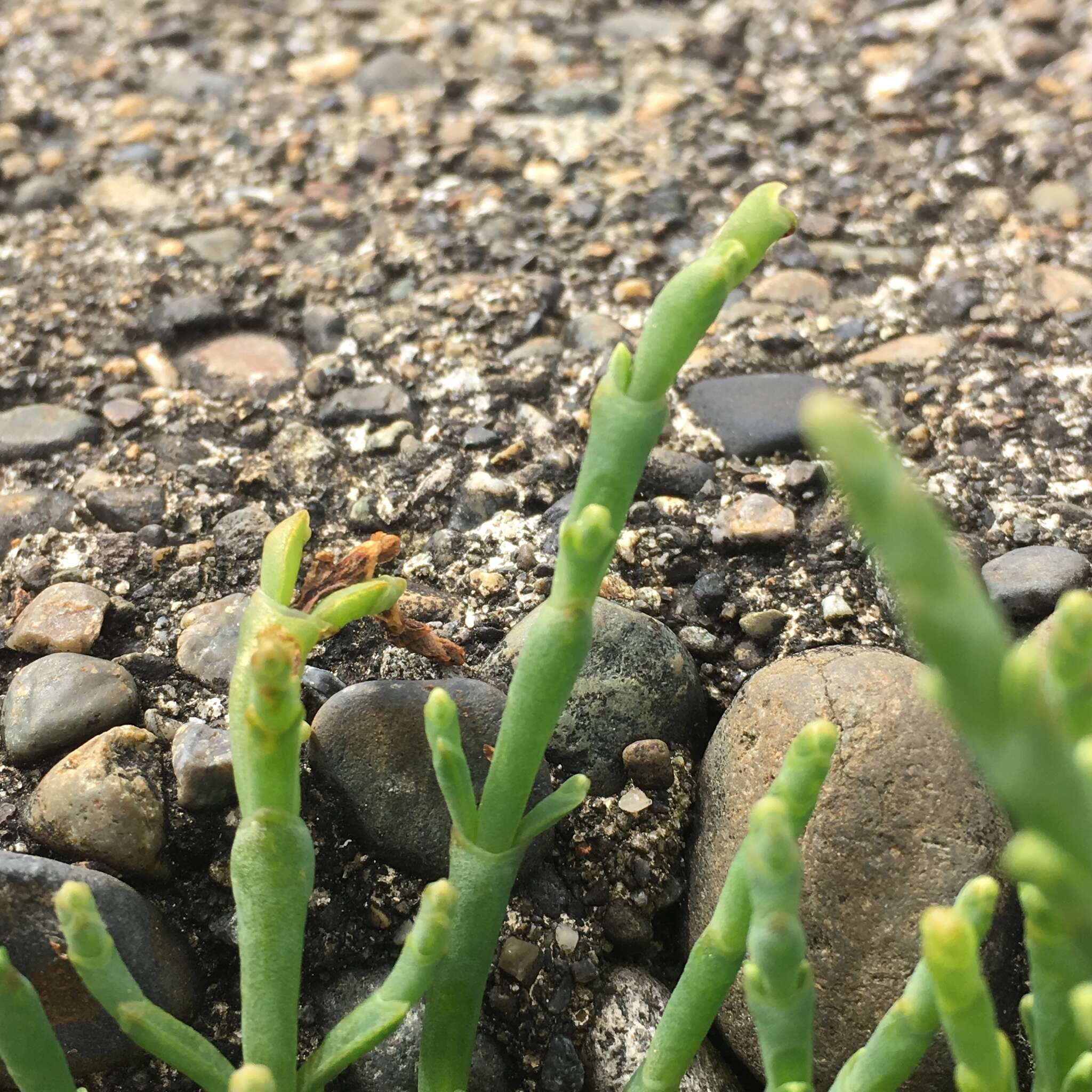 Image of Perennial Glasswort