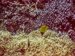 Image of Big long-nosed Butterflyfish