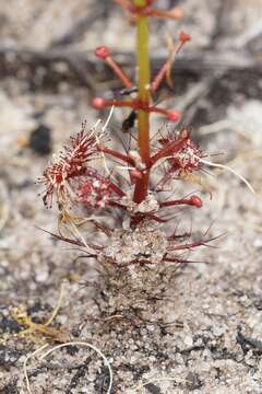 Drosera fimbriata De Buhr的圖片