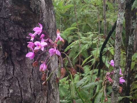 Sivun Spathoglottis plicata Blume kuva