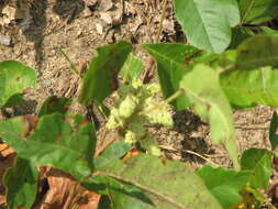 Imagem de Toxicodendron pubescens Mill.