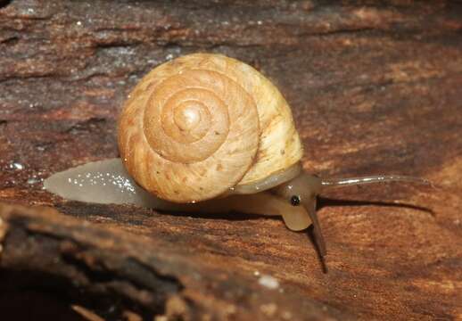 Image of <i>Helicina convexa</i> Pfeiffer 1848