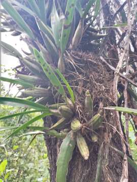 Image of Laelia gouldiana Rchb. fil.