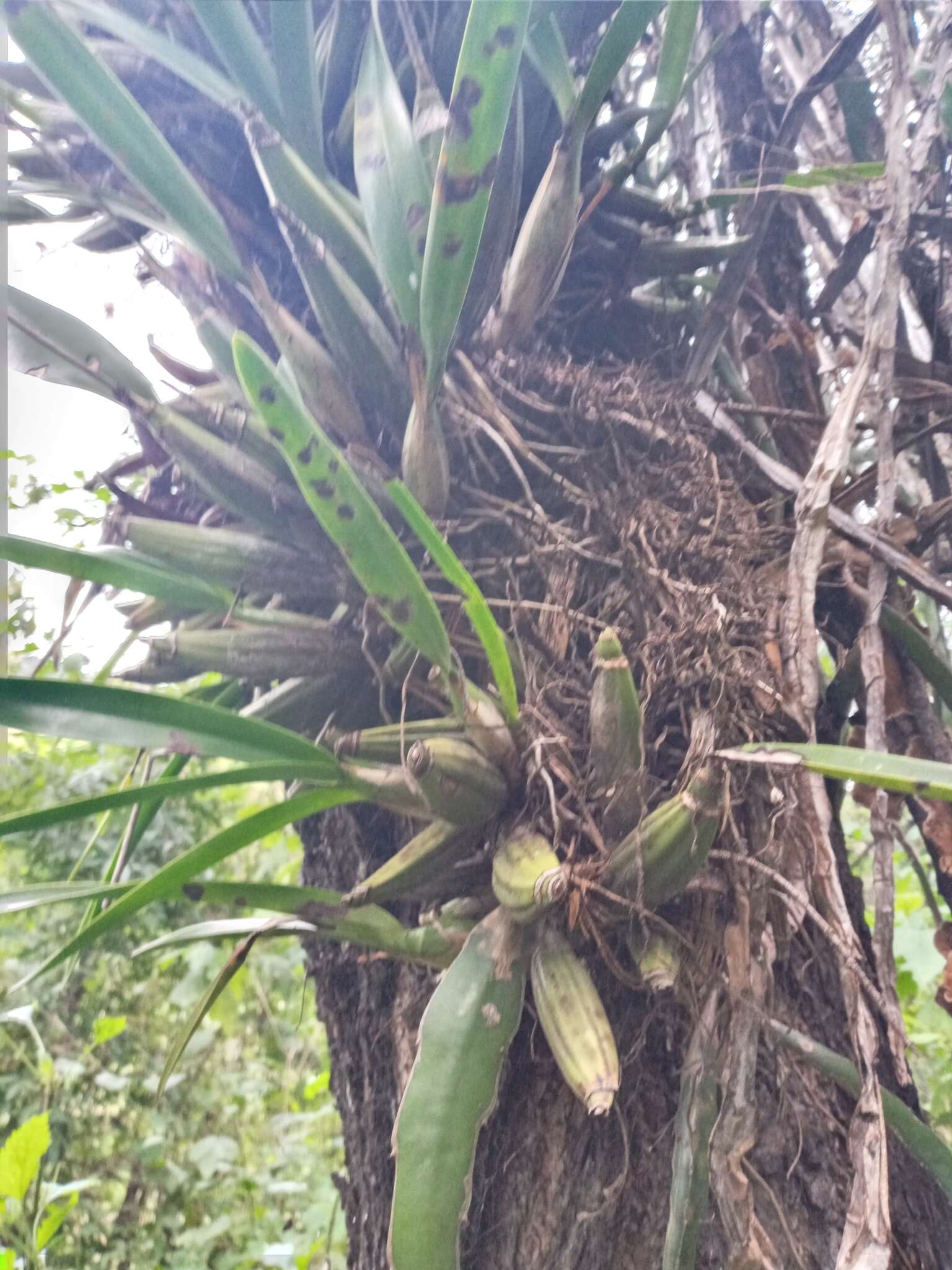 Image of Laelia gouldiana Rchb. fil.