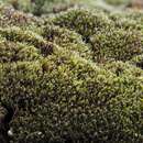Image of oval dry rock moss