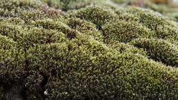 Image of oval dry rock moss