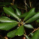 Image of Quercus poilanei Hickel & A. Camus