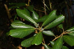 Image de Quercus poilanei Hickel & A. Camus