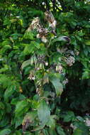 Image of Roan Mountain rattlesnakeroot