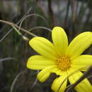 Image of Osteospermum asperulum (DC.) T. Norl.