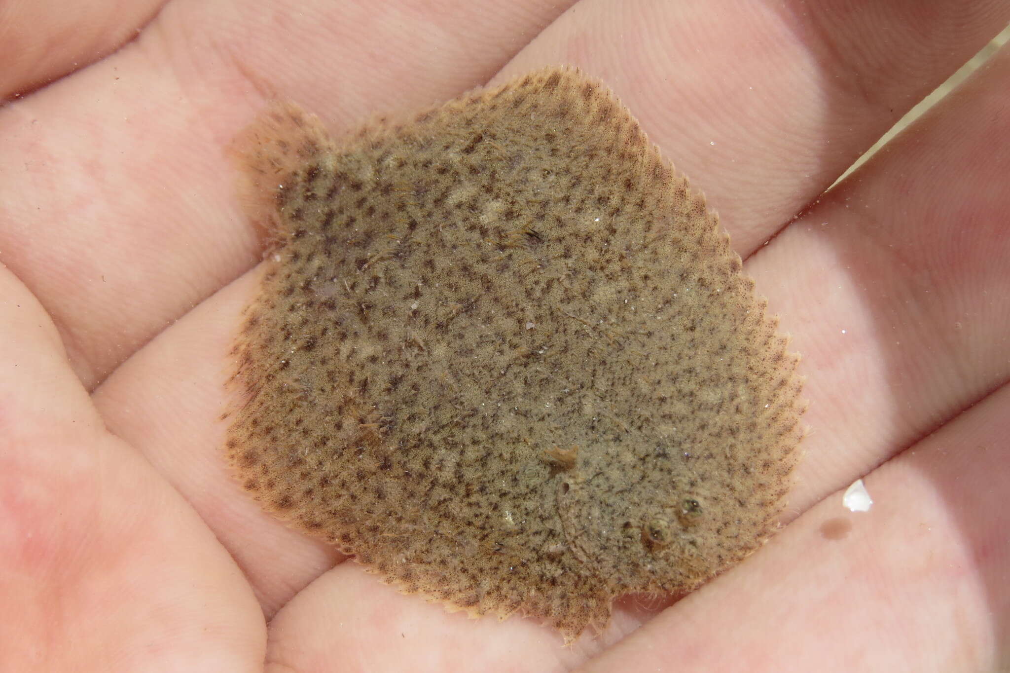 Image of Lined Sole