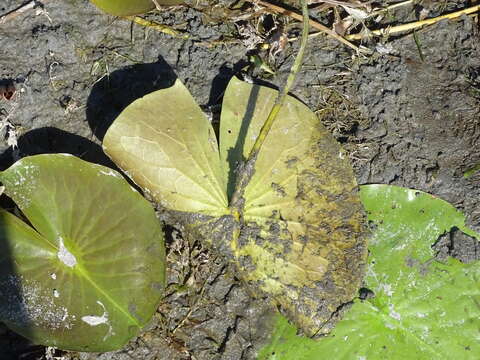 Image of American white waterlily