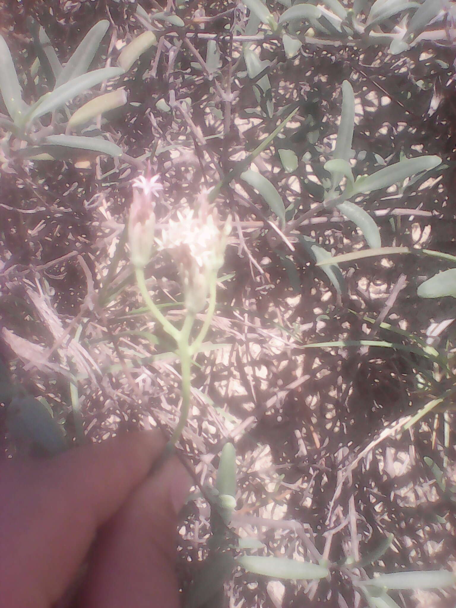 Image of Palafoxia linearis (Cav.) Lag.