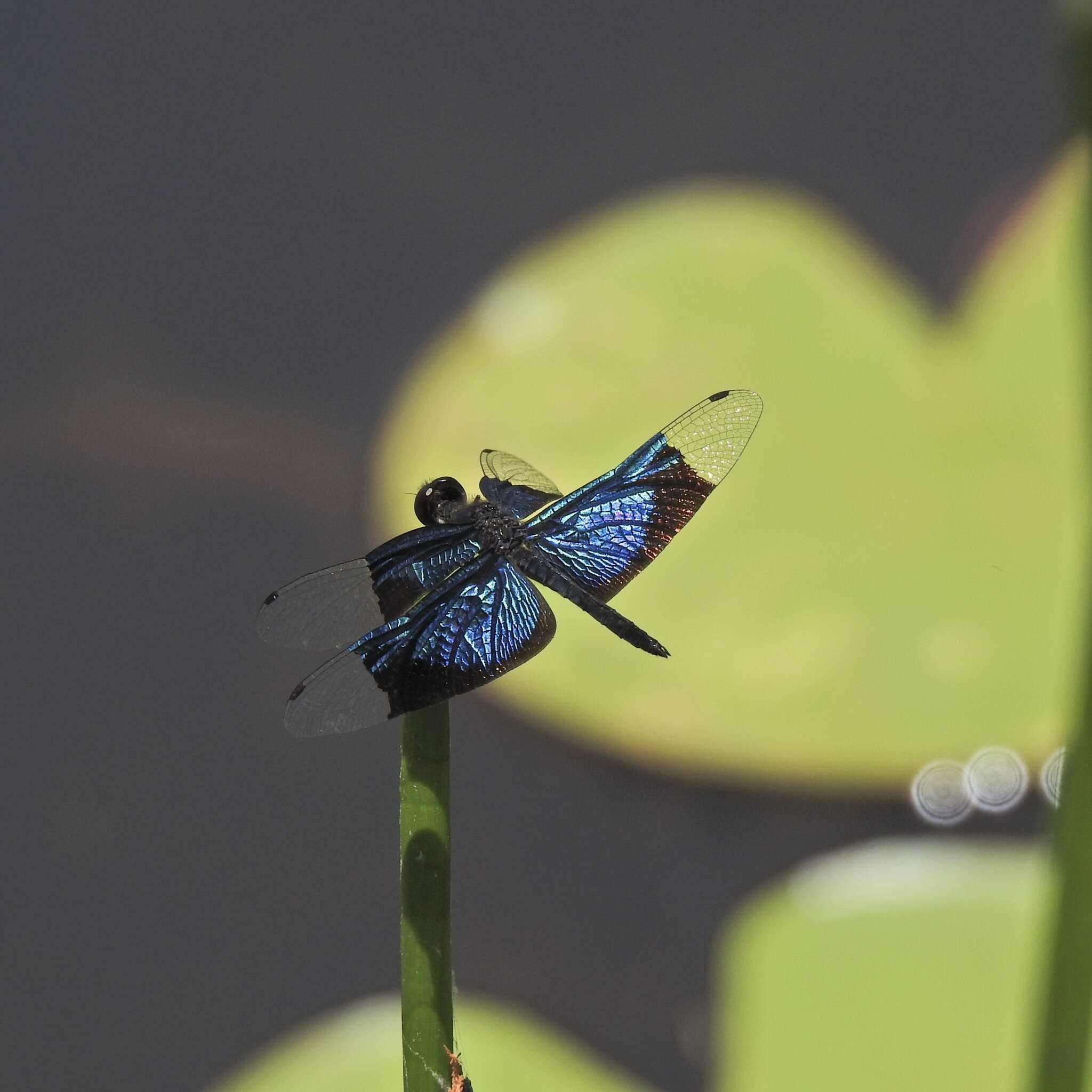 Image of Rhyothemis resplendens Selys 1878