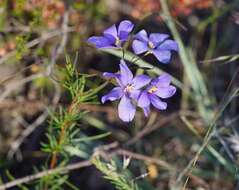 Image de Cheiranthera linearis A. Cunn.