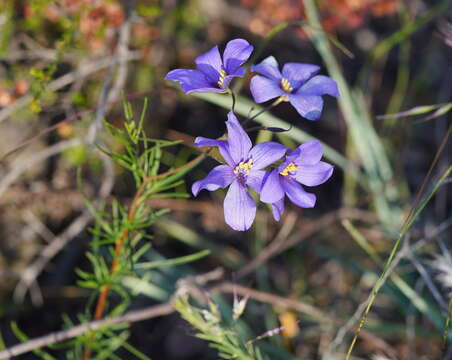 Image de Cheiranthera linearis A. Cunn.