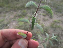 Image of Stevia tomentosa Kunth