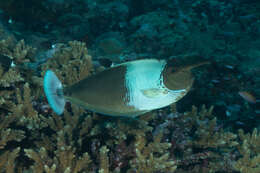 Image of Brown Unicornfish