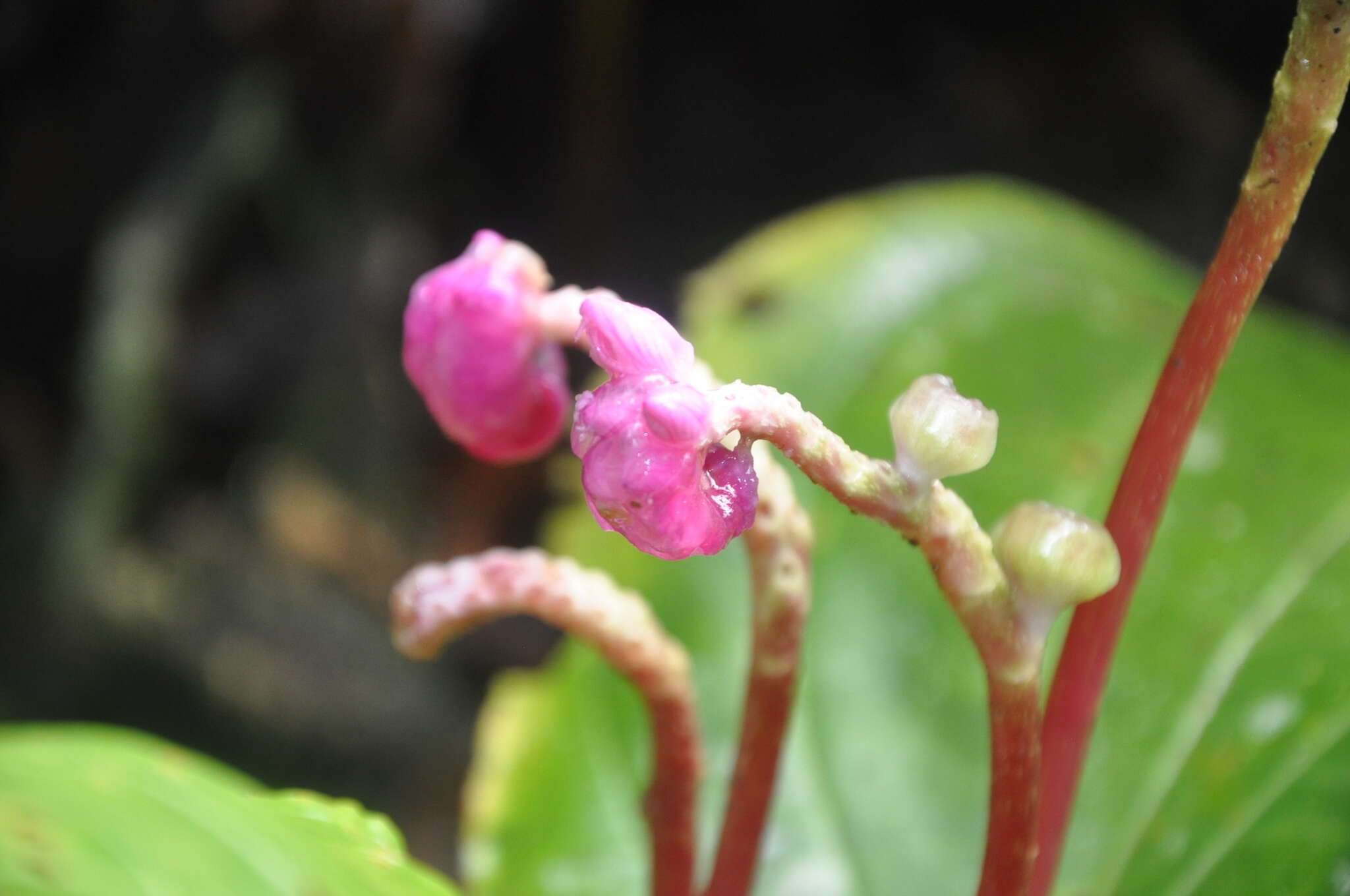 Image of Monolena multiflora R. H. Warner