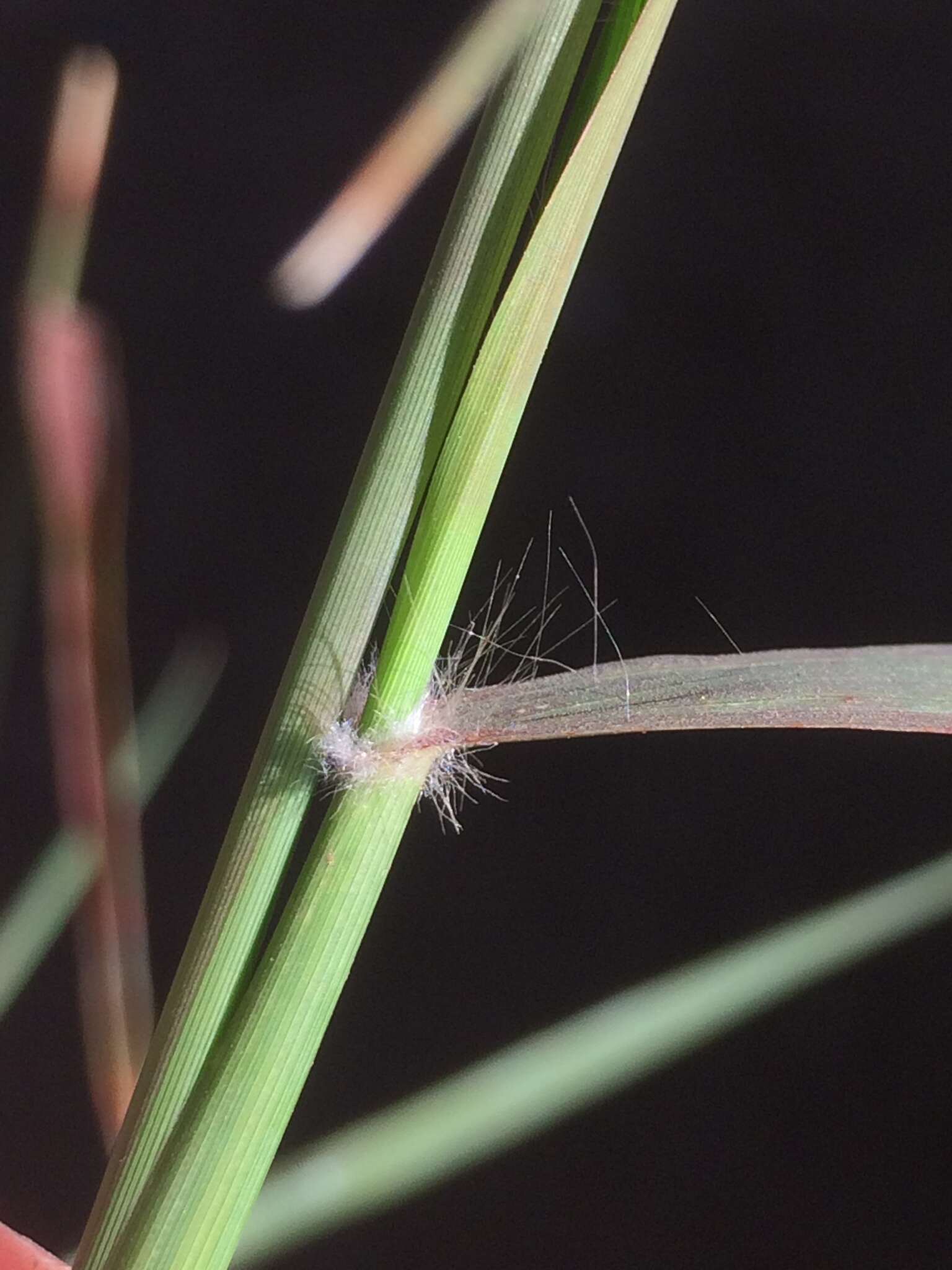 Plancia ëd Eragrostis capensis (Thunb.) Trin.