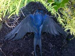 Image of Hirundo neoxena neoxena Gould 1842