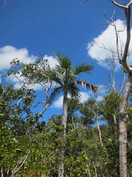 Image of Florida cherry palm