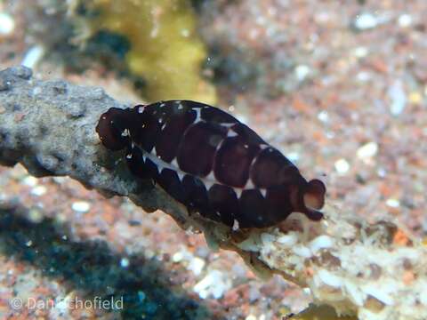 صورة Cyphoma cassidyae Lorenz 2020