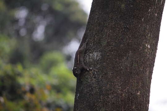 Image of Maritime Striped Squirrel