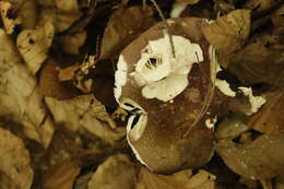 Plancia ëd Russula alutacea (Fr.) Fr. 1838